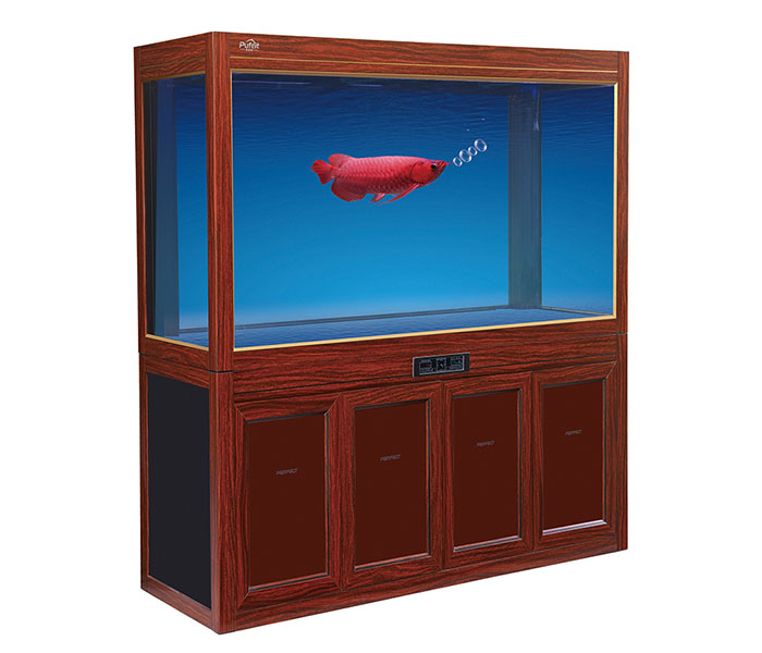 金龙鱼的大玻璃鱼缸